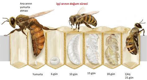 erkek arı larvası ne işe yarar